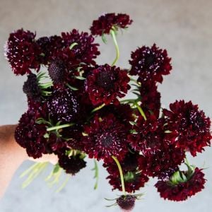 Kara Şovalye uyuzotu çiçeği tohumu scabiosa atropurpurea