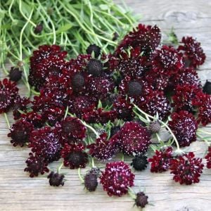 Kara Şovalye uyuzotu çiçeği tohumu scabiosa atropurpurea