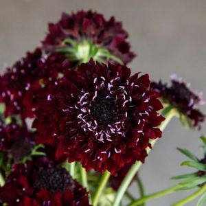 Kara Şovalye uyuzotu çiçeği tohumu scabiosa atropurpurea