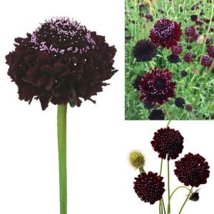Kara Şovalye uyuzotu çiçeği tohumu scabiosa atropurpurea