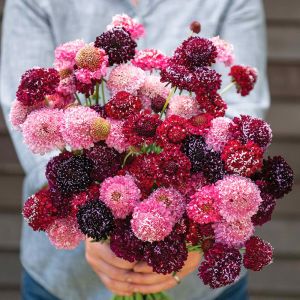 Kara Şovalye uyuzotu çiçeği tohumu scabiosa atropurpurea