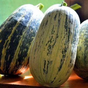 Tours balkabağı tohumu Fransız kışlık kabak