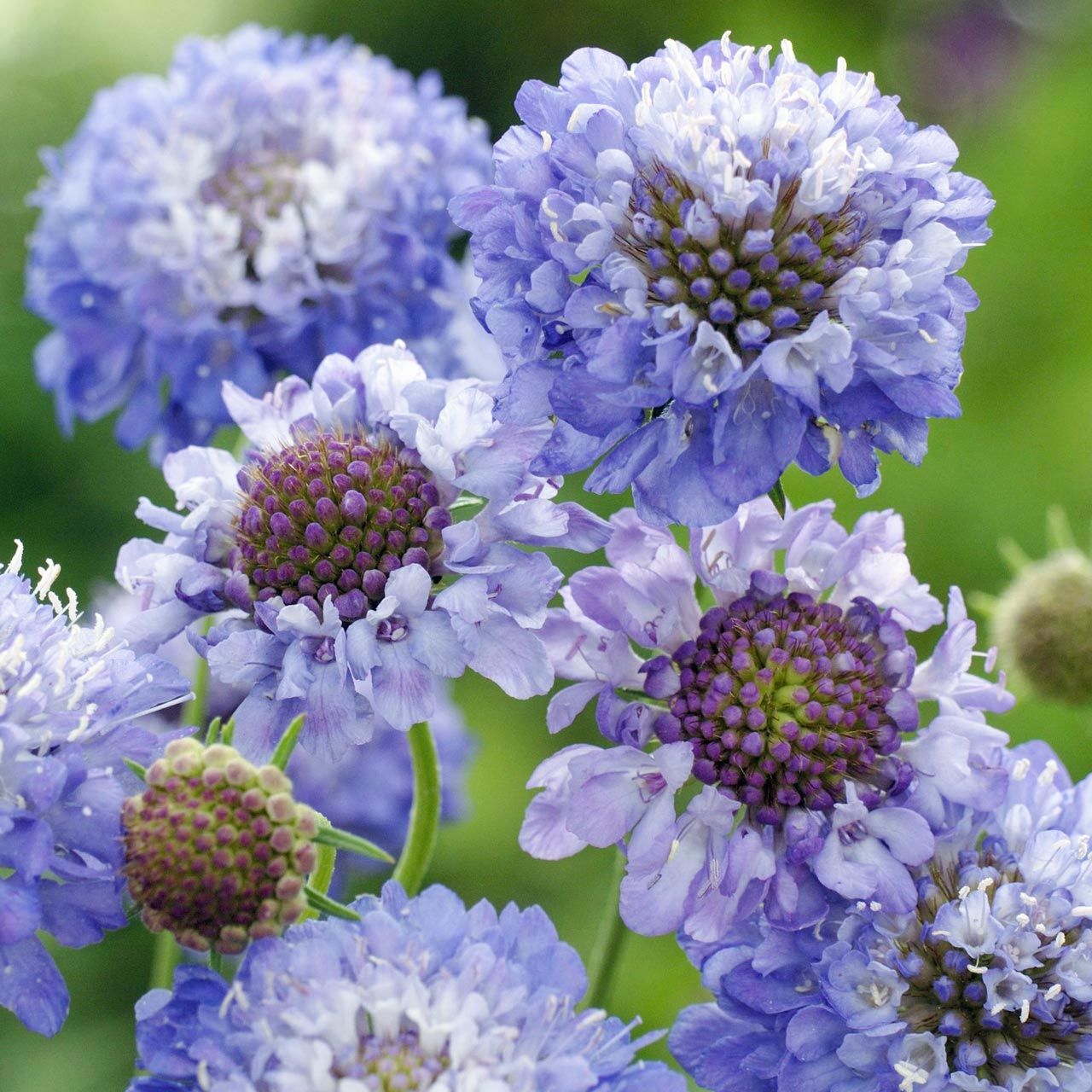 Oxford Mavi uyuzotu çiçeği tohumu scabiosa atropurpurea