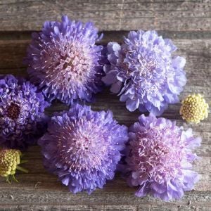 Oxford Mavi uyuzotu çiçeği tohumu scabiosa atropurpurea