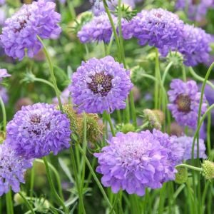 Oxford Mavi uyuzotu çiçeği tohumu scabiosa atropurpurea