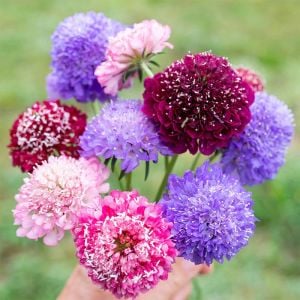 Oxford Mavi uyuzotu çiçeği tohumu scabiosa atropurpurea