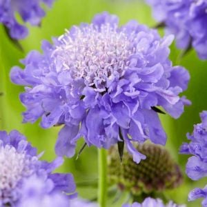Oxford Mavi uyuzotu çiçeği tohumu scabiosa atropurpurea