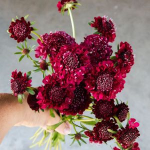 Ateş Kralı uyuzotu çiçeği tohumu scabiosa atropurpurea