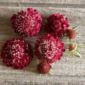 Ateş Kralı uyuzotu çiçeği tohumu scabiosa atropurpurea