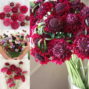Ateş Kralı uyuzotu çiçeği tohumu scabiosa atropurpurea