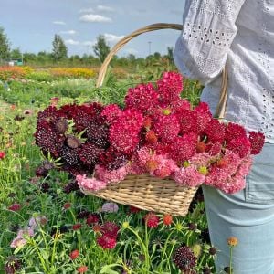 Ateş Kralı uyuzotu çiçeği tohumu scabiosa atropurpurea