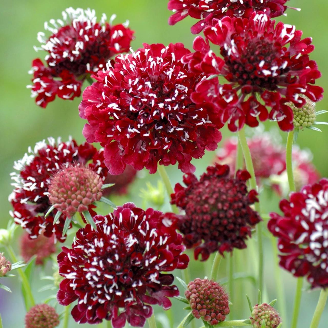Ateş Kralı uyuzotu çiçeği tohumu scabiosa atropurpurea