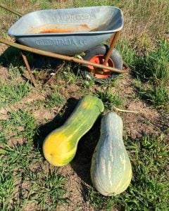 Lunga Di Napoli kışlık balkabağı tohumu Atalık tohum