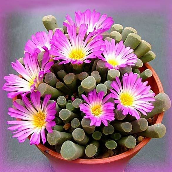 Frithia pulchra tohumu