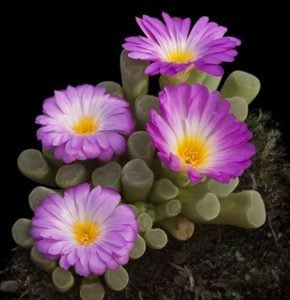 Frithia pulchra tohumu