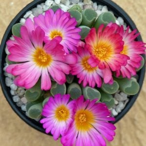 Frithia pulchra tohumu