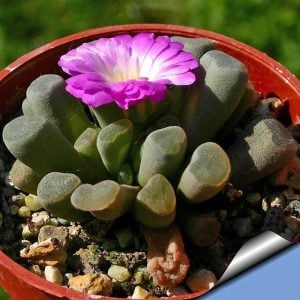 Frithia pulchra tohumu
