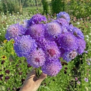 Mavi toka uyuzotu çiçeği tohumu scabiosa atropurpurea