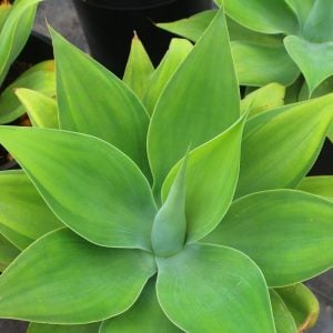 Agave ellemeetiana tohumu