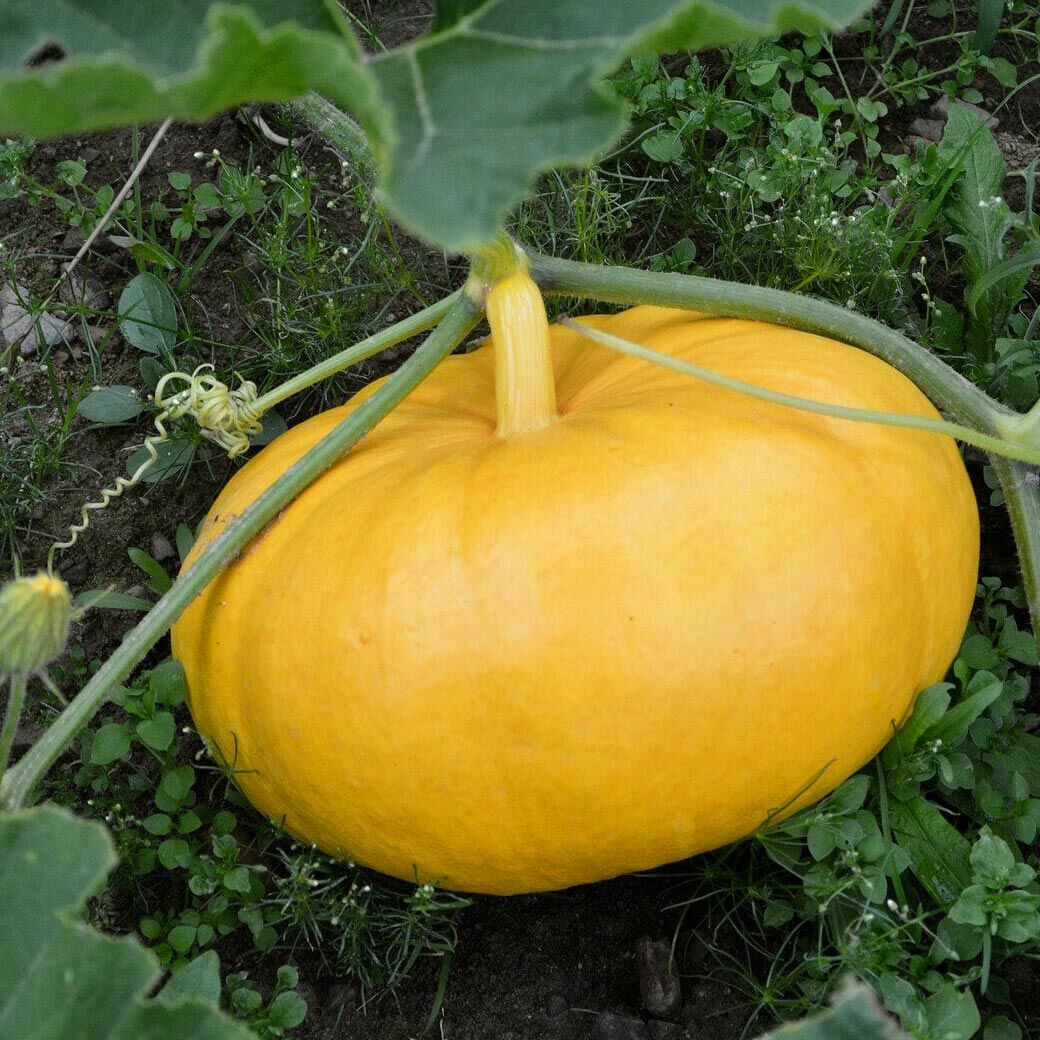 Paris Sarısı kışlık dev balkabağı tohumu Atalık tohum