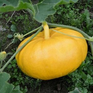 Paris Sarısı kışlık dev balkabağı tohumu Atalık tohum