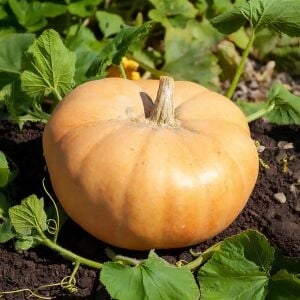 Paris Sarısı kışlık dev balkabağı tohumu Atalık tohum