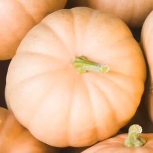 Paris Sarısı kışlık dev balkabağı tohumu Atalık tohum