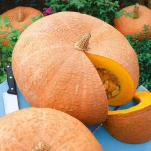 Paris Sarısı kışlık dev balkabağı tohumu Atalık tohum