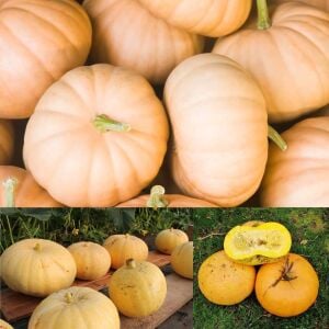 Paris Sarısı kışlık dev balkabağı tohumu Atalık tohum