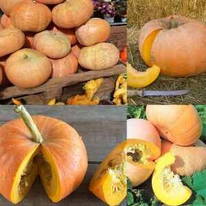 Paris Sarısı kışlık dev balkabağı tohumu Atalık tohum