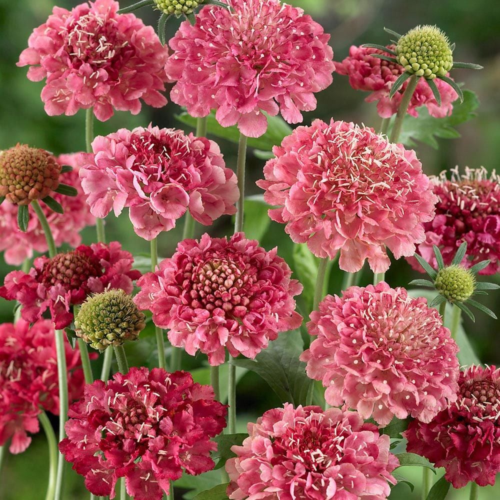 Somon uyuzotu çiçeği tohumu scabiosa atropurpurea