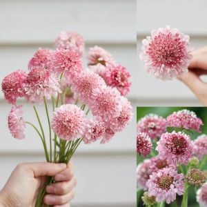 Somon uyuzotu çiçeği tohumu scabiosa atropurpurea