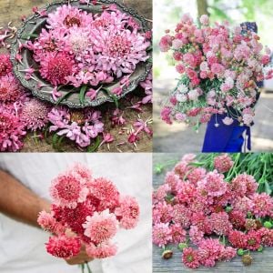 Somon uyuzotu çiçeği tohumu scabiosa atropurpurea