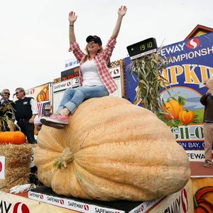 Dev balkabağı tohumu Show Winner Atalık tohum