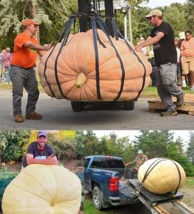 Dev balkabağı tohumu Show Winner Atalık tohum