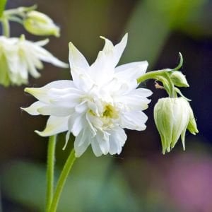 Beyaz Barlow haseki küpesi tohumu aquilegia vulgaris