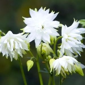 Beyaz Barlow haseki küpesi tohumu aquilegia vulgaris