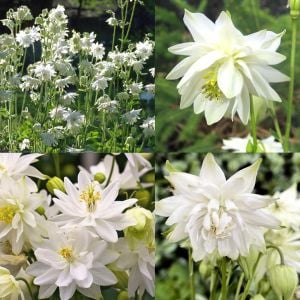Beyaz Barlow haseki küpesi tohumu aquilegia vulgaris