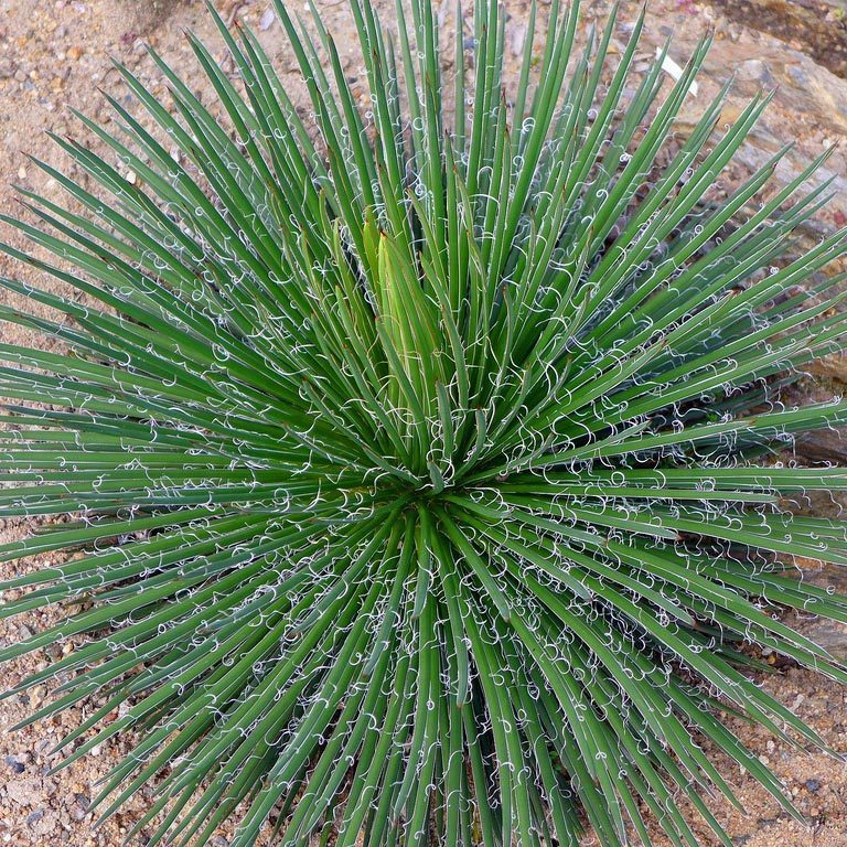 Agave geminiflora tohumu twin flower agav