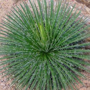 Agave geminiflora tohumu twin flower agav