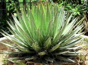 Agave filifera tohumu agav bitkisi