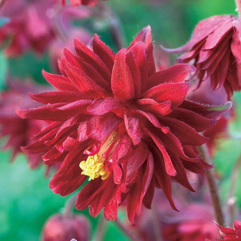 Bordo Barlow haseki küpesi tohumu aquilegia vulgaris