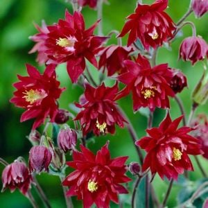 Bordo Barlow haseki küpesi tohumu aquilegia vulgaris