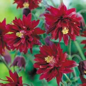 Bordo Barlow haseki küpesi tohumu aquilegia vulgaris