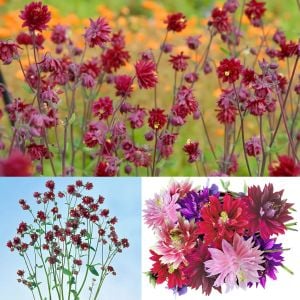 Bordo Barlow haseki küpesi tohumu aquilegia vulgaris