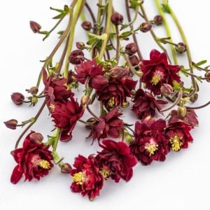 Bordo Barlow haseki küpesi tohumu aquilegia vulgaris