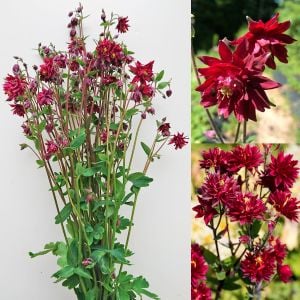 Bordo Barlow haseki küpesi tohumu aquilegia vulgaris