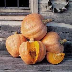 Amish Turta Balkabağı tohumu Amish Pie Atalık tohum