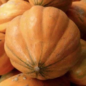 Amish Turta Balkabağı tohumu Amish Pie Atalık tohum
