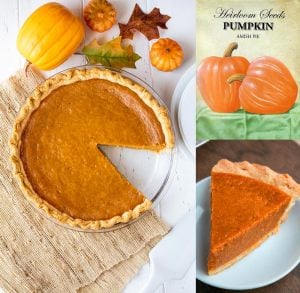 Amish Turta Balkabağı tohumu Amish Pie Atalık tohum